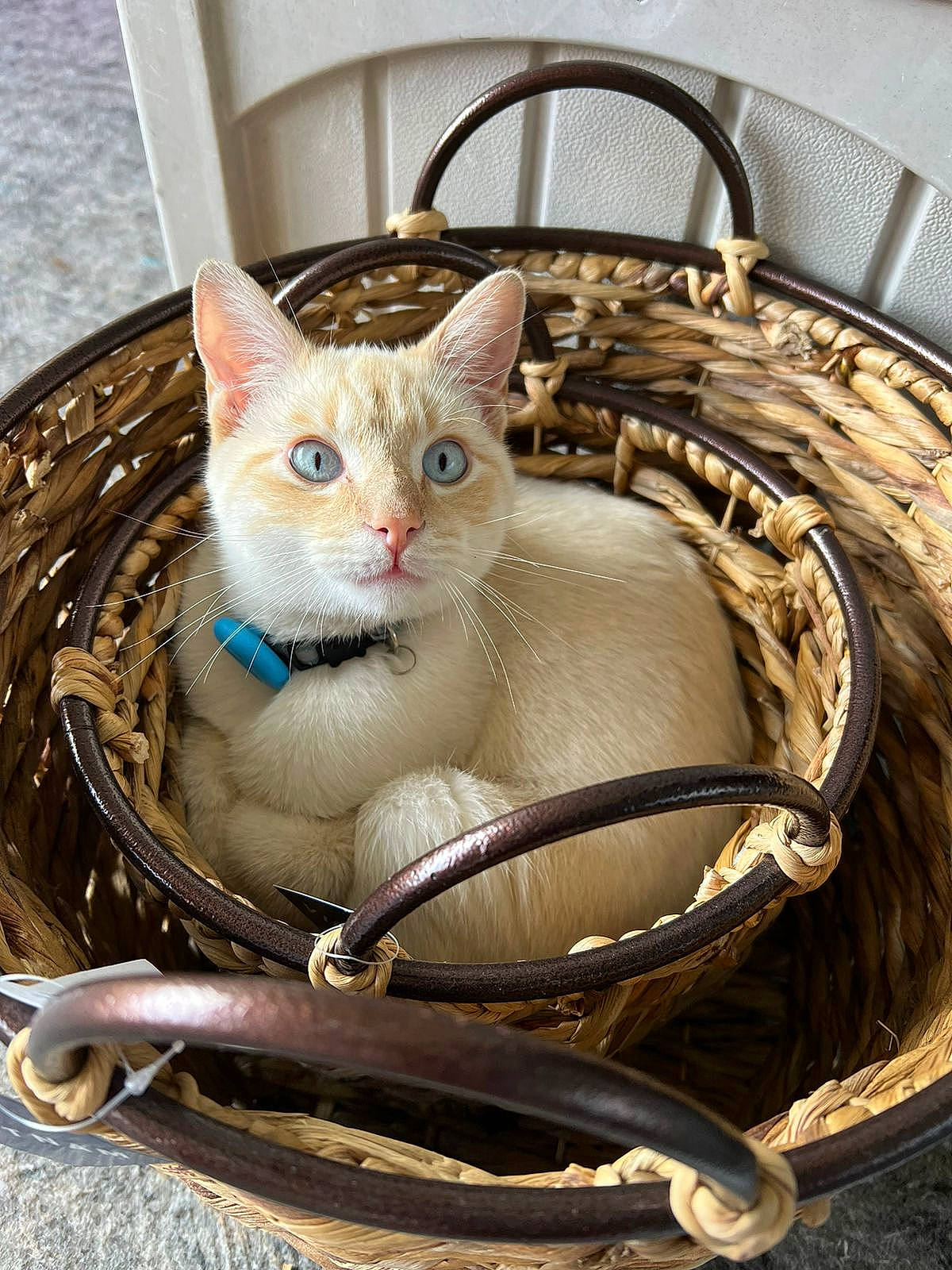 Arie joined the competition — help win amazing prizes! bag, basket, carnivore, cat, cat_furniture, cat_supply, collar, comfort, domestic_short_haired_cat, fawn, felidae, metal, pet_supply, sitting, small_to_medium_sized_cats, snout, water, whiskers, wicker, wood