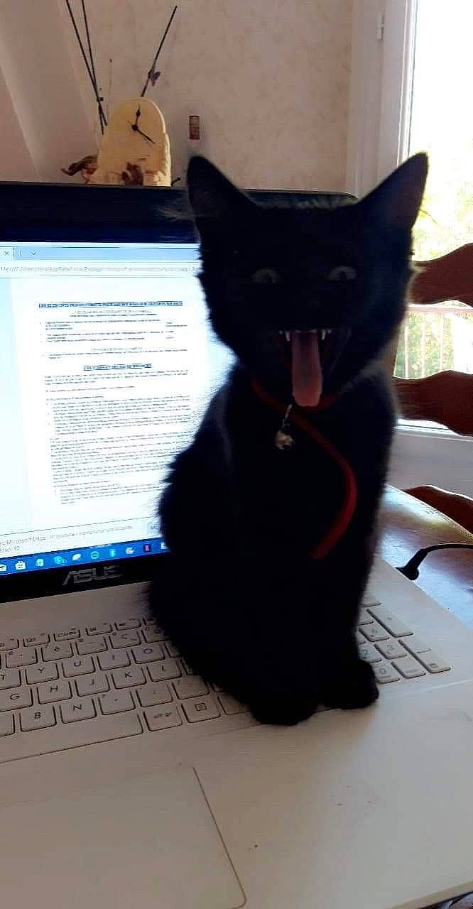 Pan a rejoint le concours — aidez-le/la à gagner de superbes lots ! asian, black, black_cat, bombay, carnivore, cat, domestic_short_haired_cat, ear, electronic_device, felidae, kitten, small_to_medium_sized_cats, snout, tail, whiskers