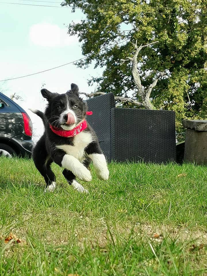 Saya a rejoint le concours — aidez-le/la à gagner de superbes lots ! car, carnivore, cloud, collar, companion_dog, dog, dog_breed, dog_collar, grass, plant, shrub, sky, snout, sporting_group, tail, tire, tree, vehicle, wheel, working_animal