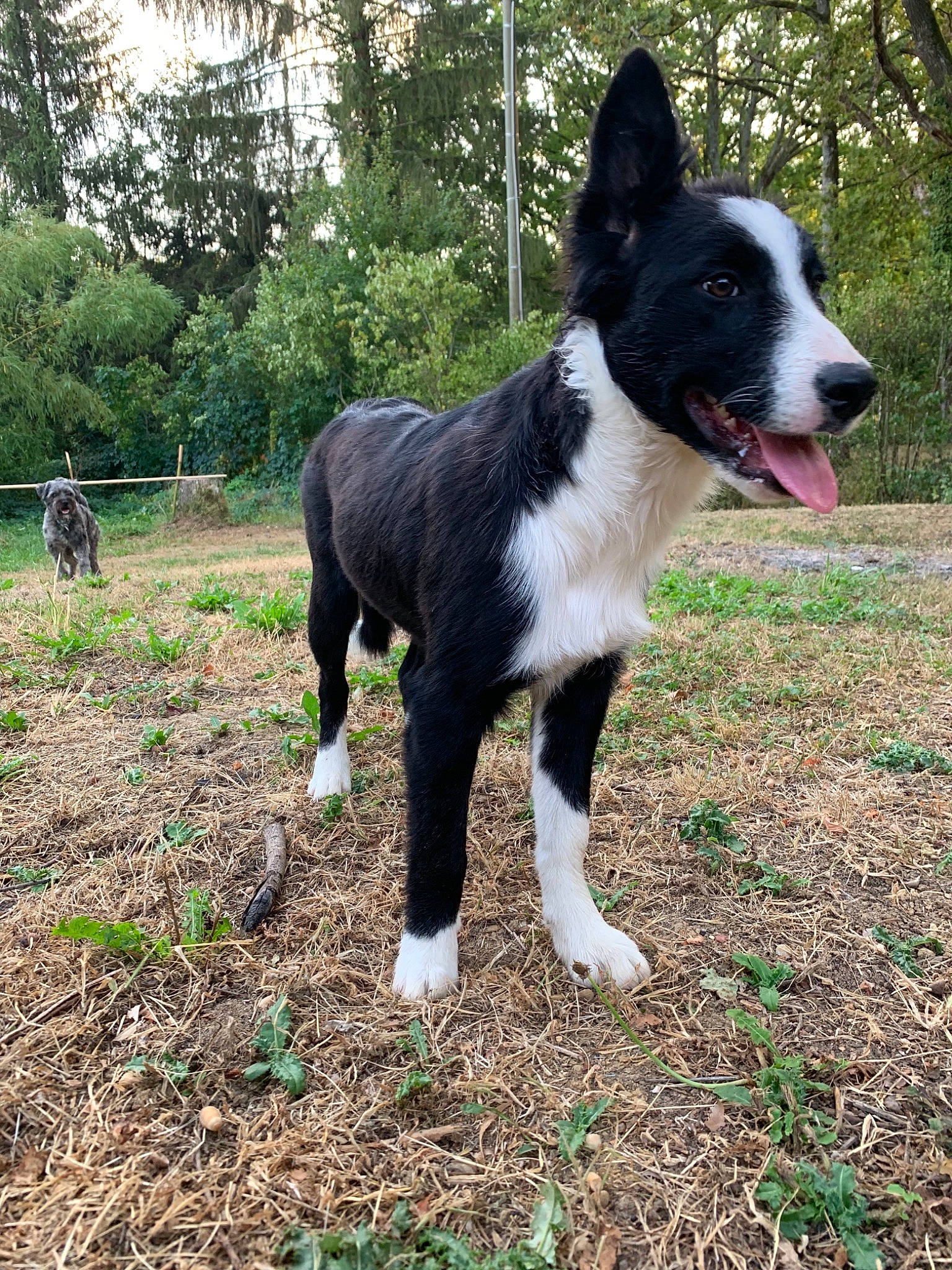Pookye a rejoint le concours — aidez-le/la à gagner de superbes lots ! australian_collie, border_collie, canidae, carnivore, companion_dog, dog, dog_breed, herding_dog, karelian_bear_dog, laika, mammal, mcnab, russo_european_laika, sporting_group, tail, vertebrate, welsh_sheepdog, working_dog