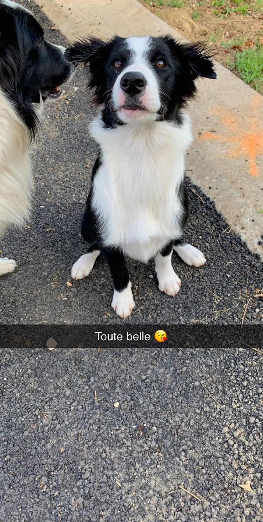 Pookye participe au concours pour gagner de l'argent avec cette photo : australian_collie, australian_shepherd, border_collie, canidae, carnivore, companion_dog, dog, dog_breed, herding_dog, mammal, paw, phalene, puppy, rare_breed_dog, snout, sporting_group, stabyhoun, vertebrate, working_dog