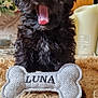 puppy, black_fur, yawning, toy, bone_shaped_toy, embroidered_name, luna, shaggy_rug, fluffy, indoor, wooden_background, flowers, decor, pet, cute, small_dog, playful, close_up, tongue_out, animal