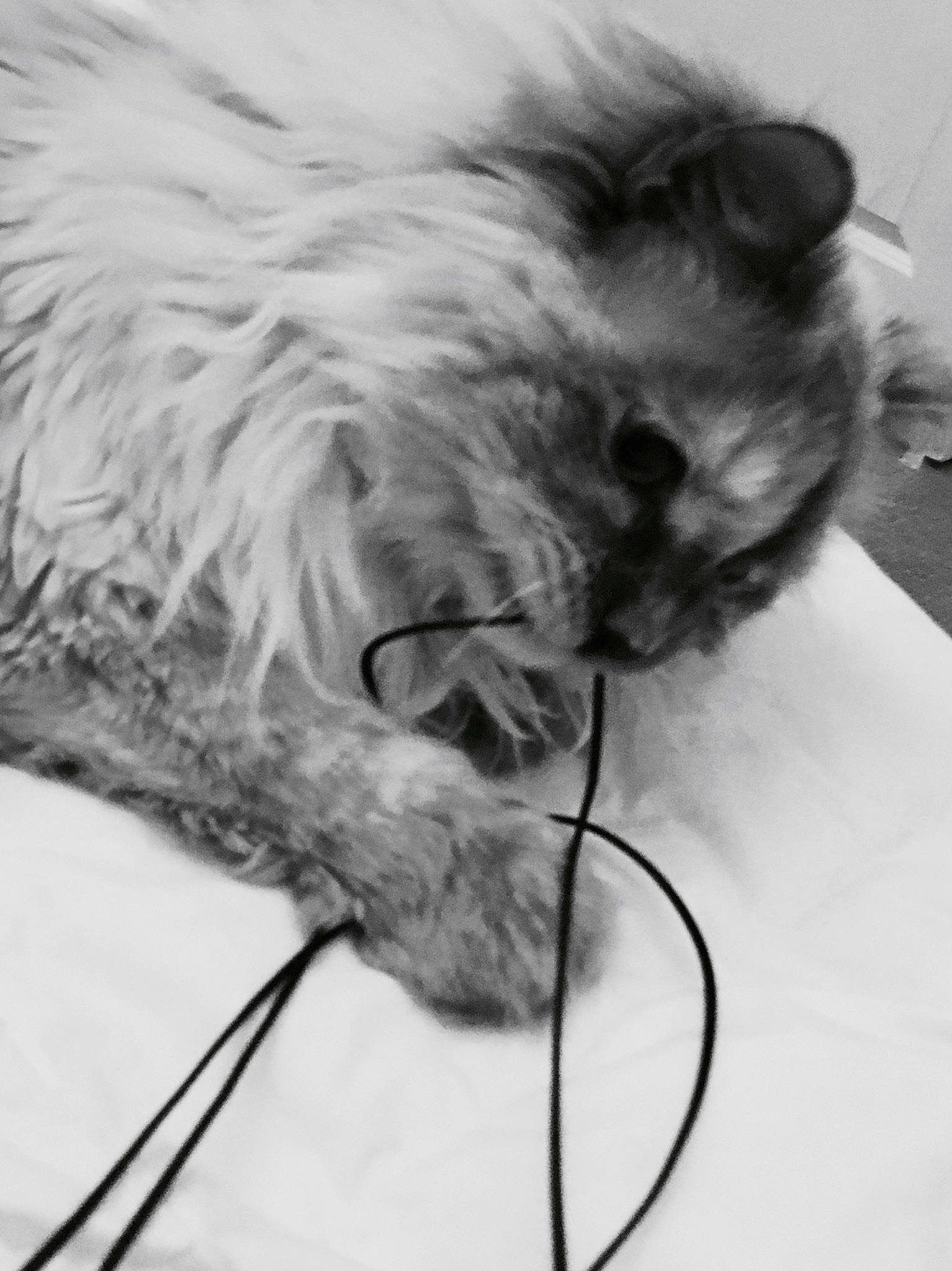 Kiwee is registered to the contest to win money with this photo: canidae, carnivore, cat, claw, comfort, companion_dog, dog_breed, felidae, fur, grey, liver, monochrome, monochrome_photography, paw, small_to_medium_sized_cats, snout, sporting_group, tail, whiskers, working_animal