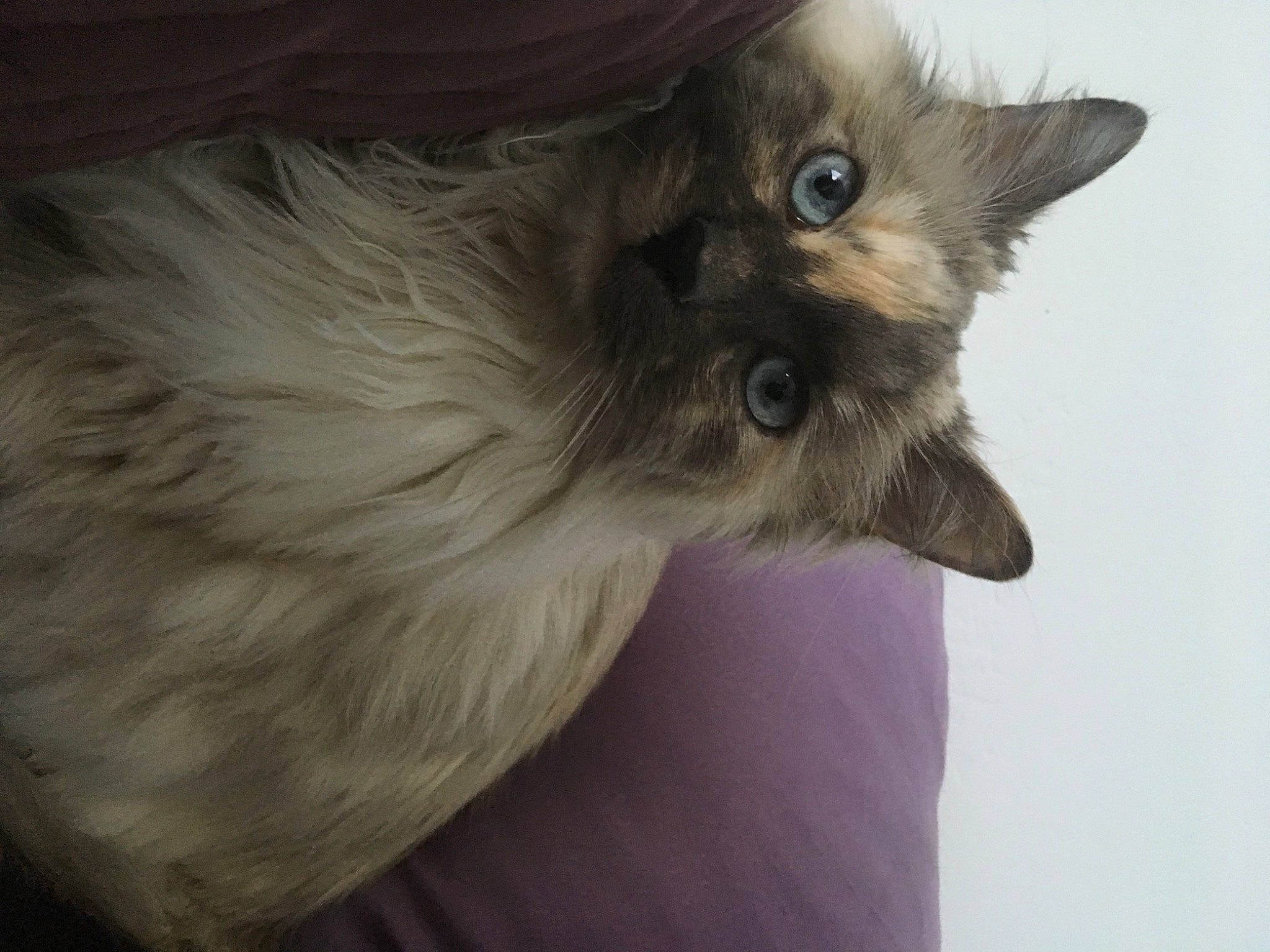 Kiwee joined the competition — help win amazing prizes! balinese, birman, carnivore, cat, ear, eye, fawn, felidae, fur, idiophone, siamese, small_to_medium_sized_cats, snout, tail, terrestrial_animal, thai, whiskers