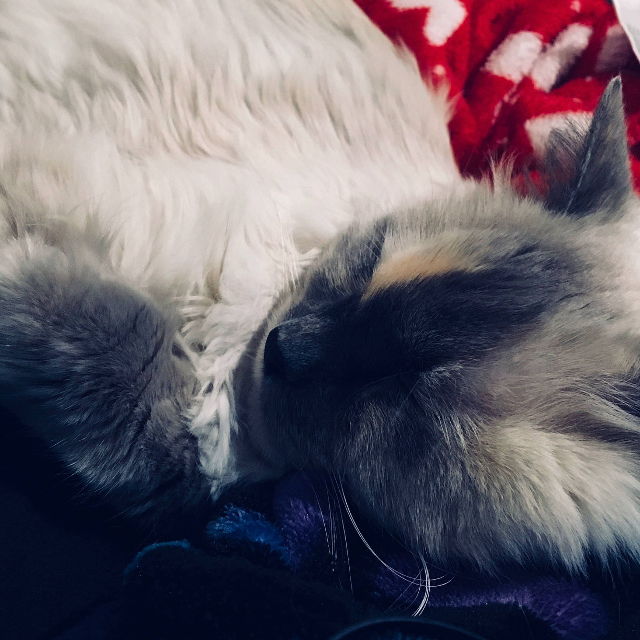 Kiwee joined the competition — help win amazing prizes! carnivore, cat, claw, close_up, cloud, comfort, companion_dog, dog_breed, ear, electric_blue, feather, felidae, fur, grey, mammal, meteorological_phenomenon, paw, small_to_medium_sized_cats, tail, whiskers