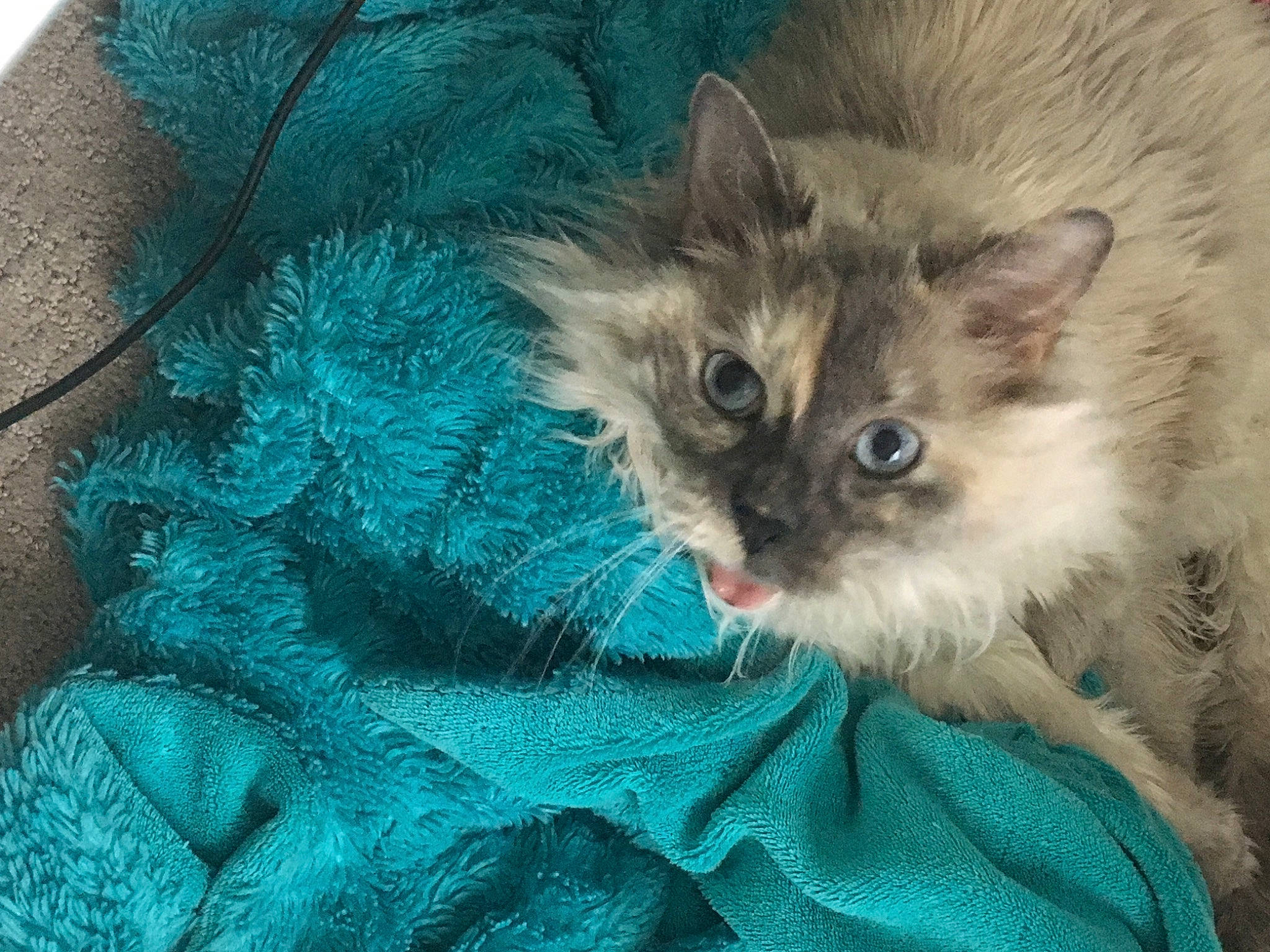 Kiwee joined the competition — help win amazing prizes! carnivore, cat, cat_supply, claw, comfort, electric_blue, eye, fawn, felidae, fur, pattern, paw, small_to_medium_sized_cats, tail, terrestrial_animal, whiskers