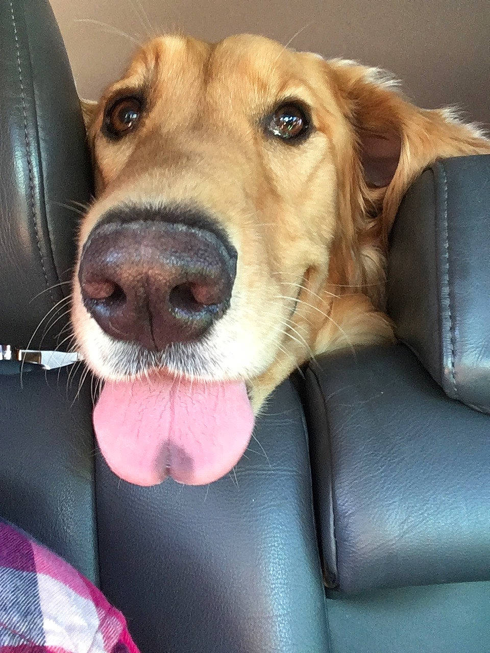 Haarper joined the competition — help win amazing prizes! canidae, carnivore, collar, comfort, companion_dog, dog, dog_breed, dog_collar, dog_supply, ear, fawn, fur, happy, liver, retriever, selfie, snout, sporting_group, whiskers, working_animal