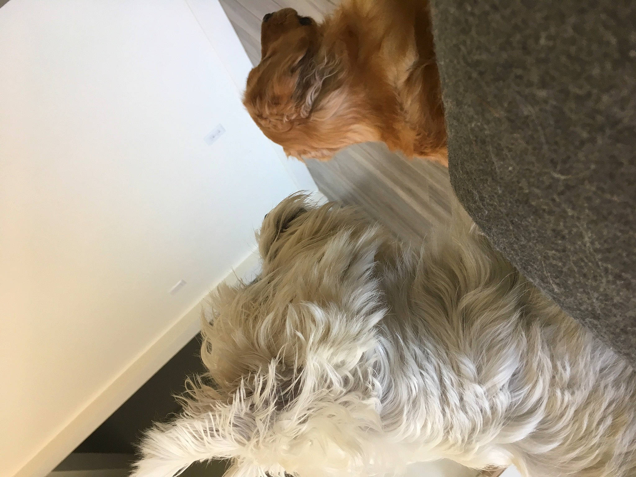 Haarper joined the competition — help win amazing prizes! canidae, carnivore, cat, claw, comfort, companion_dog, dog_breed, fawn, felidae, flooring, fur, hardwood, liver, small_to_medium_sized_cats, snout, sporting_group, tail, whiskers, window, wood