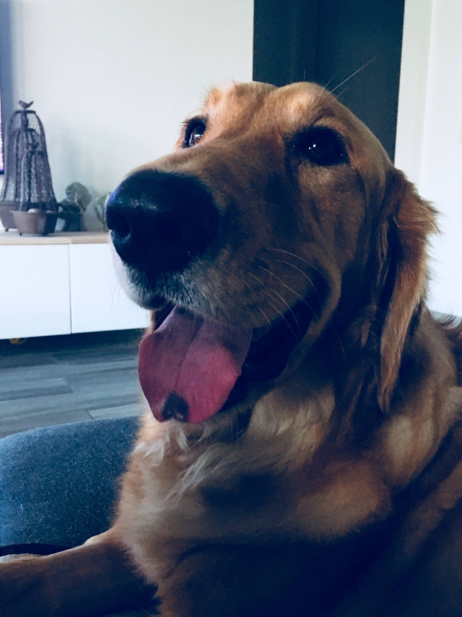 Haarper joined the competition — help win amazing prizes! cabinetry, canidae, carnivore, collar, companion_dog, dog, dog_breed, dog_collar, fang, fawn, fur, golden_retriever, gun_dog, happy, retriever, snout, sporting_group, whiskers, working_animal, working_dog