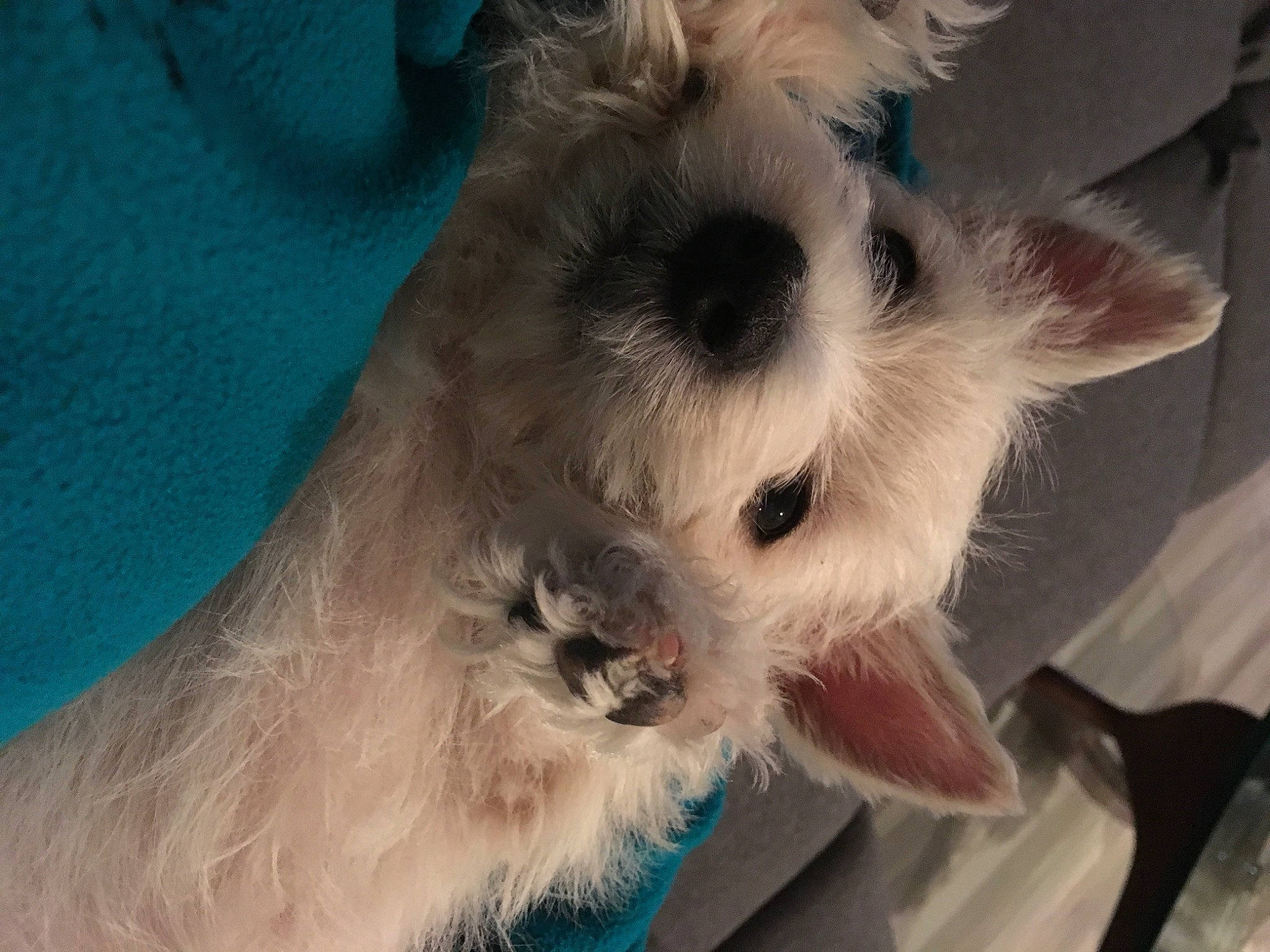 Ollé is registered to the contest to win money with this photo: carnivore, cat, claw, companion_dog, dog_breed, fawn, felidae, fur, head, non_sporting_group, paw, small_terrier, small_to_medium_sized_cats, snout, tail, thai, toy_dog, whiskers, wing, working_animal