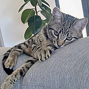 Apo participe au concours pour gagner de l'argent avec cette photo : animal, calm, cat, couch, cozy, cute, domestic, feline, fur, gray_couch, green_plant, houseplant, indoor, living_room, paw, pet, relaxed, resting, striped, tabby_cat