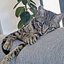 animal, calm, cat, couch, cozy, cute, domestic, feline, fur, gray_couch, green_plant, houseplant, indoor, living_room, paw, pet, relaxed, resting, striped, tabby_cat
