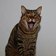 Nebiri a rejoint le concours — aidez-le/la à gagner de superbes lots ! cat, tabby, winking, mouth_open, pet, animal, feline, indoor, striped, cute, whiskers, ears, fur, sitting, face, expression, domestic_cat, one_eye_closed, portrait, funny