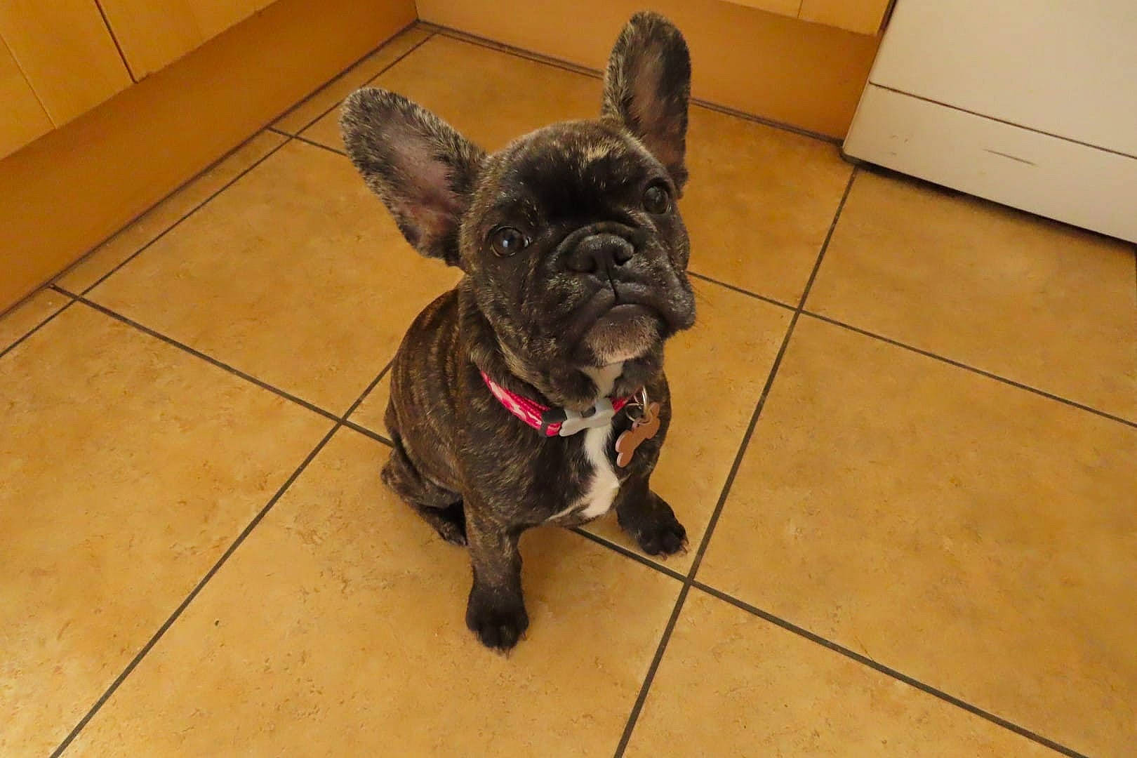 Roxy joined the competition — help win amazing prizes! bulldog, canidae, carnivore, collar, companion_dog, dog, dog_breed, dog_collar, ear, fawn, floor, flooring, french_bulldog, liver, pet_supply, snout, tile_flooring, toy_dog, working_animal, wrinkle