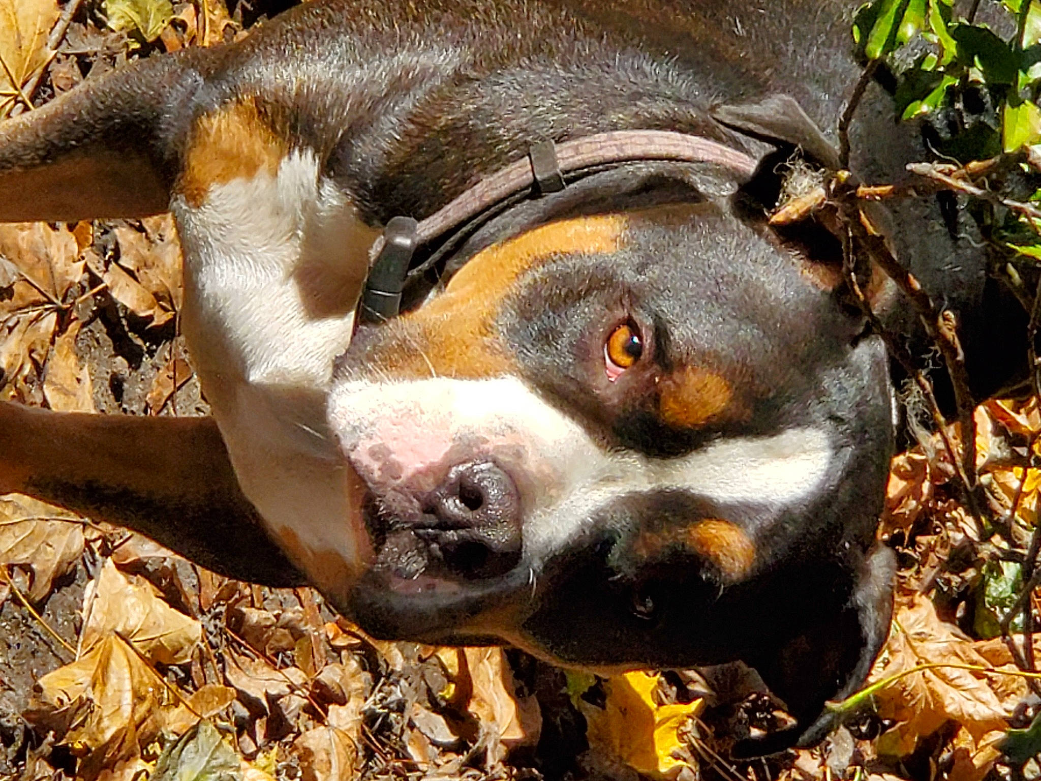 Sawyer is registered to the contest to win money with this photo: american_staffordshire_terrier, canidae, carnivore, dog, dog_breed, entlebucher_mountain_dog, eye, fawn, mammal, non_sporting_group, nose, snout, vertebrate