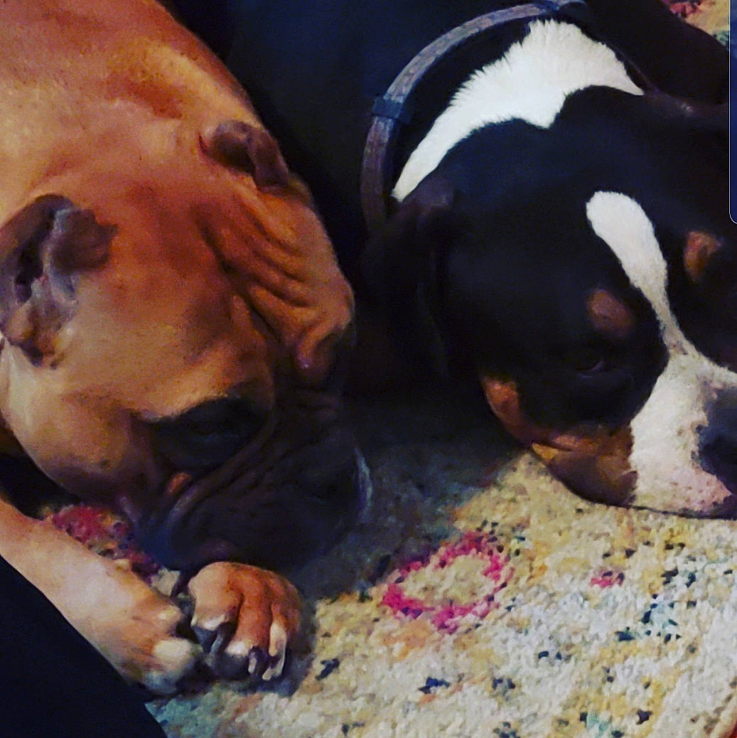 Sawyer joined the competition — help win amazing prizes! american_staffordshire_terrier, boxer, canidae, carnivore, dog, dog_breed, fawn, mammal, nap, non_sporting_group, nose, pit_bull, puppy, puppy_love, snout, valley_bulldog, vertebrate