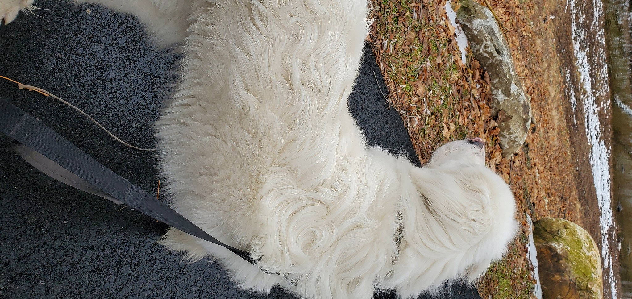 Teddy joined the competition — help win amazing prizes! canidae, carnivore, dog, dog_breed, fur, great_pyrenees, tail