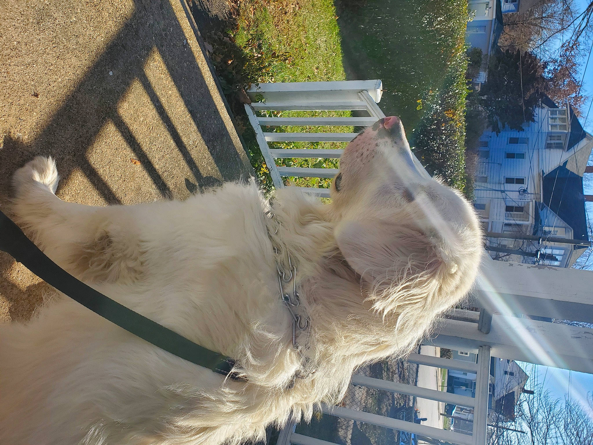 Teddy is registered to the contest to win money with this photo: canidae, fawn, horse, llama, snout, sporting_group, tail