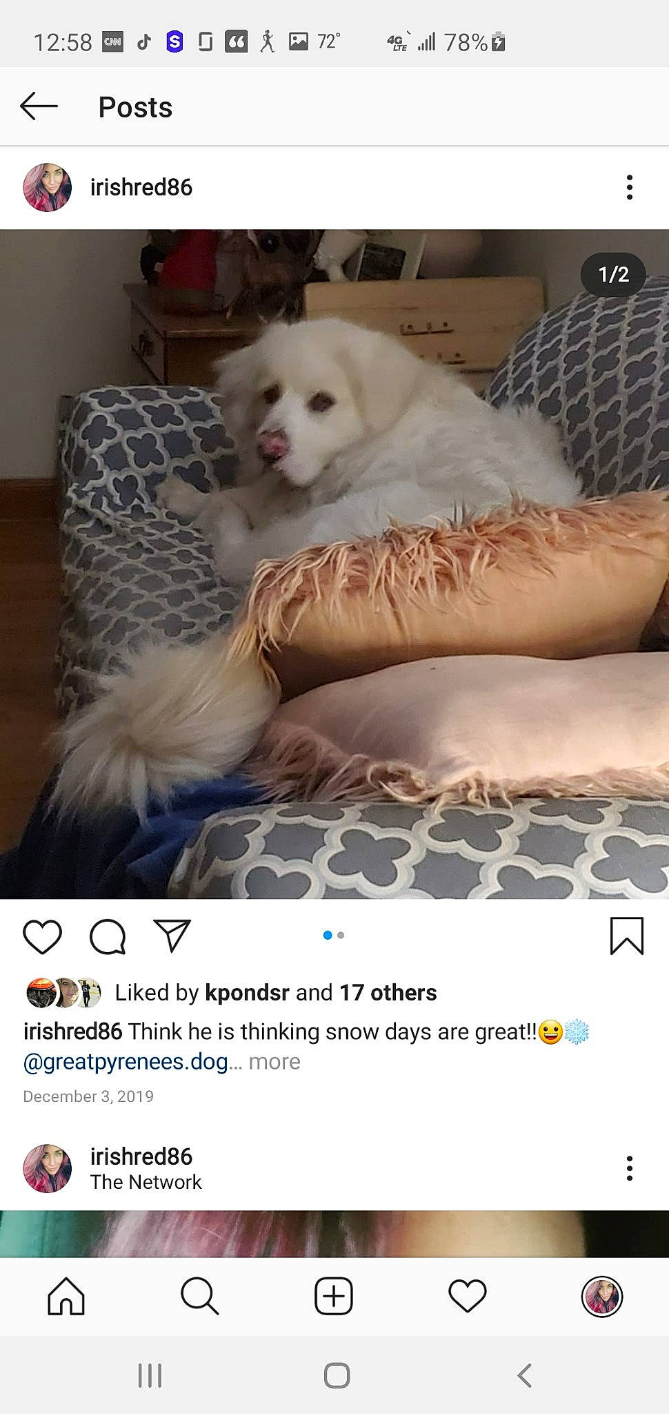 Teddy is registered to the contest to win money with this photo: canidae, carnivore, cat, companion_dog, dog, dog_breed, furniture, non_sporting_group, photo_caption, pomeranian, puppy, samoyed