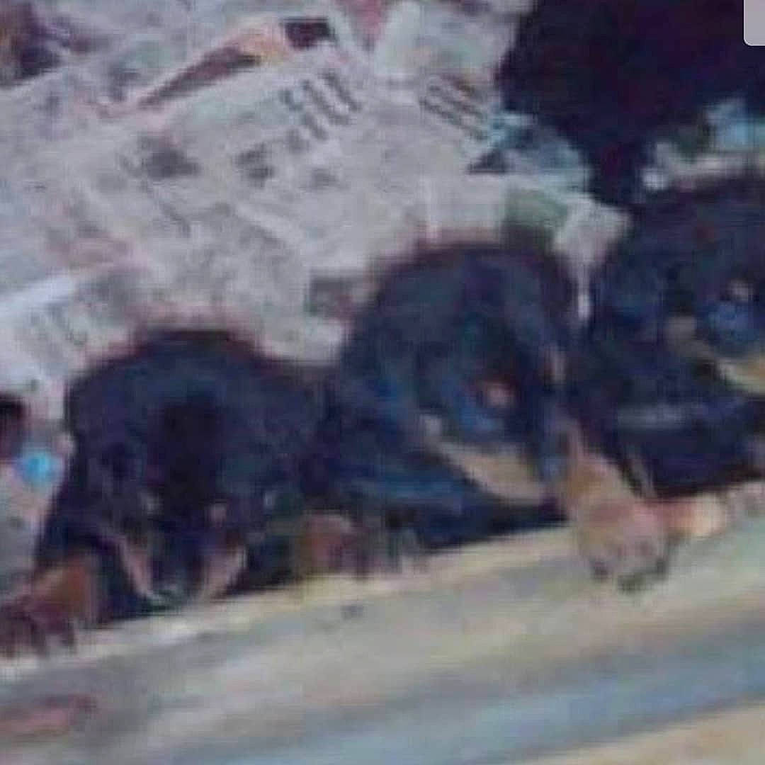 Greta is registered to the contest to win money with this photo: canidae, carnivore, dog, dog_breed, puppy, rottweiler, sporting_group, street_dog, working_dog