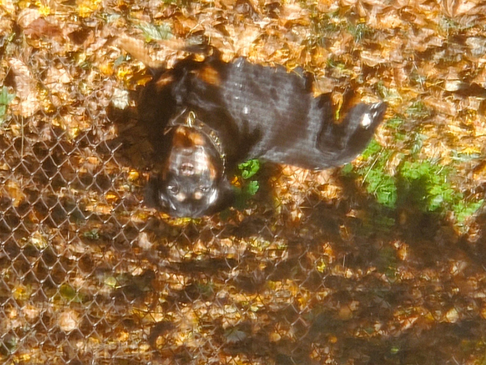 Greta joined the competition — help win amazing prizes! insect, leaf, organism, plant