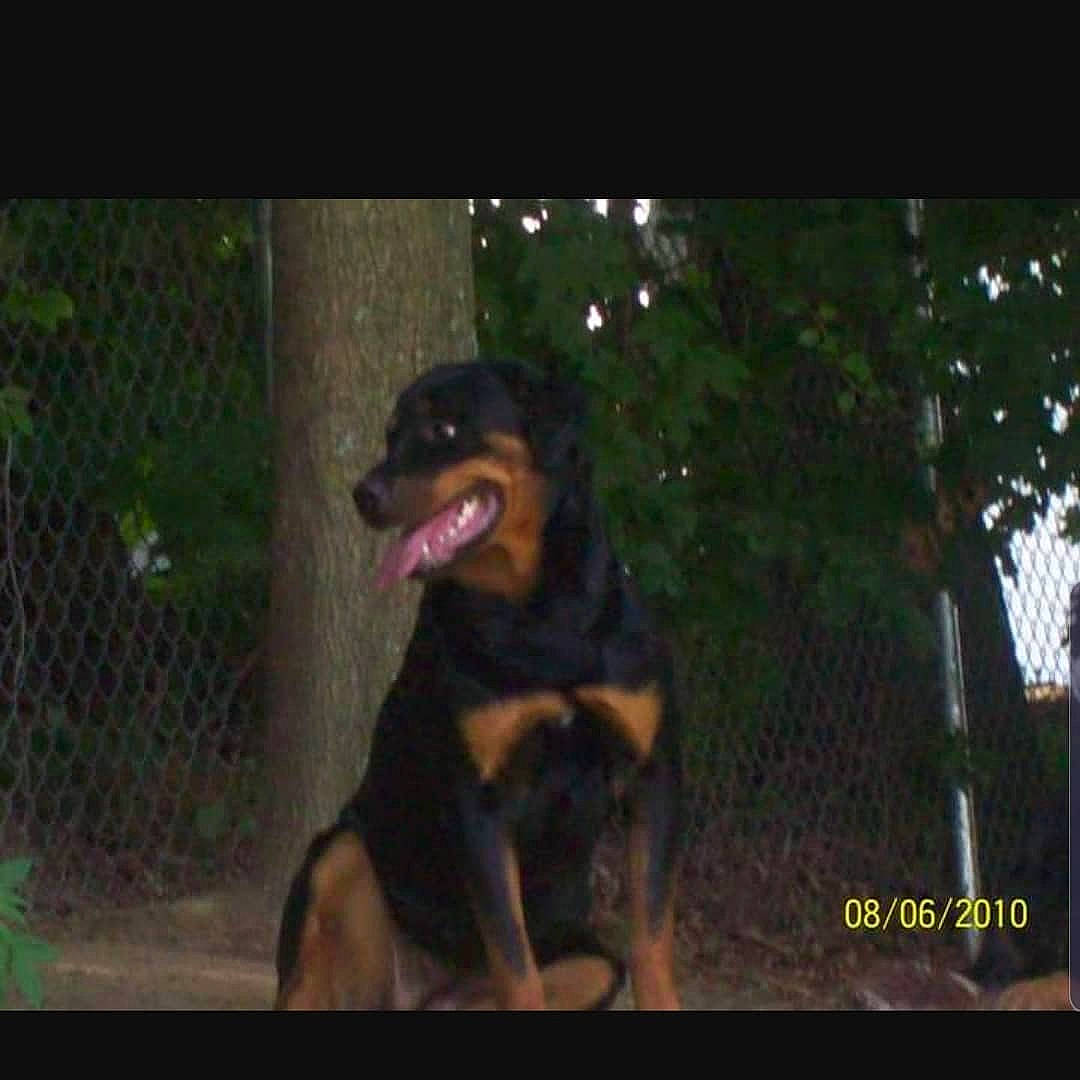 Greta is registered to the contest to win money with this photo: canidae, carnivore, dog, dog_breed, guard_dog, mammal, police_dog, rottweiler, vertebrate, working_dog