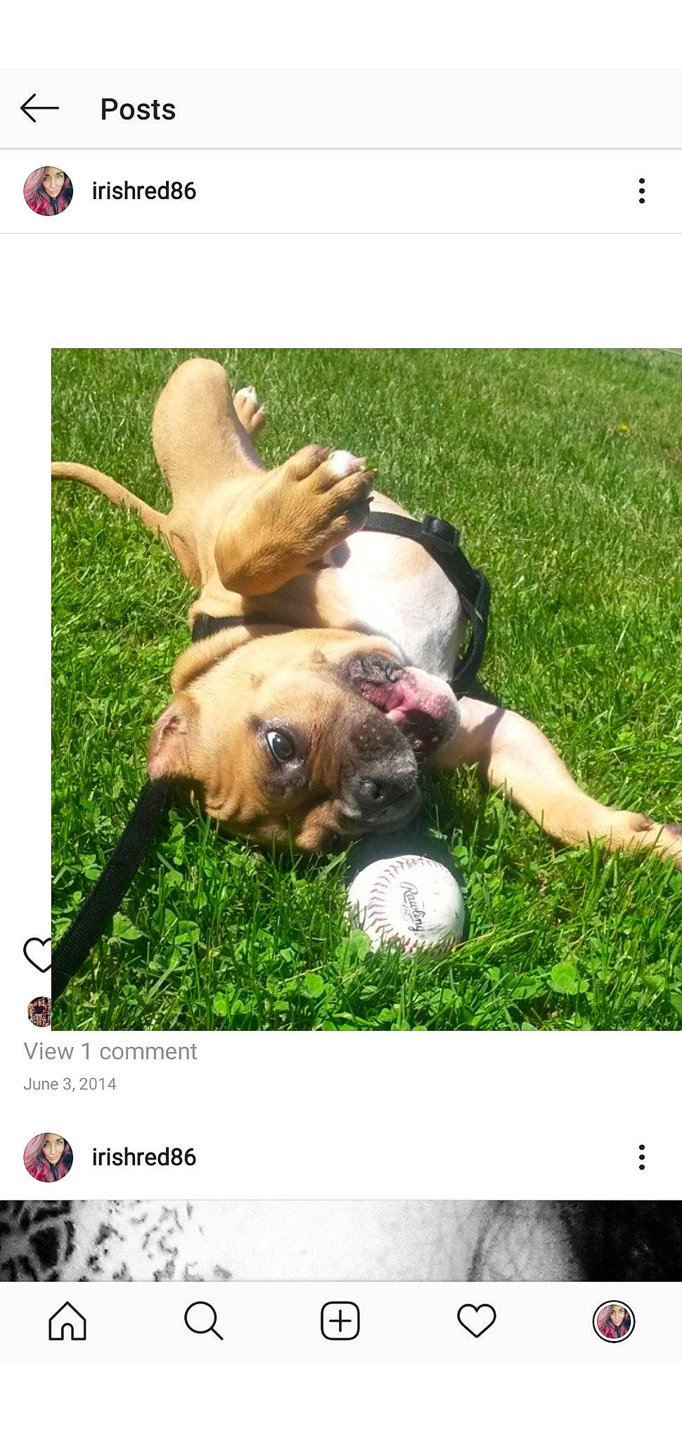 Tank joined the competition — help win amazing prizes! american_pit_bull_terrier, american_staffordshire_terrier, boerboel, boxer, bulldog, bullmastiff, canidae, carnivore, companion_dog, dog, dog_breed, fawn, french_bulldog, grass, lawn, non_sporting_group, pit_bull, puppy, working_dog