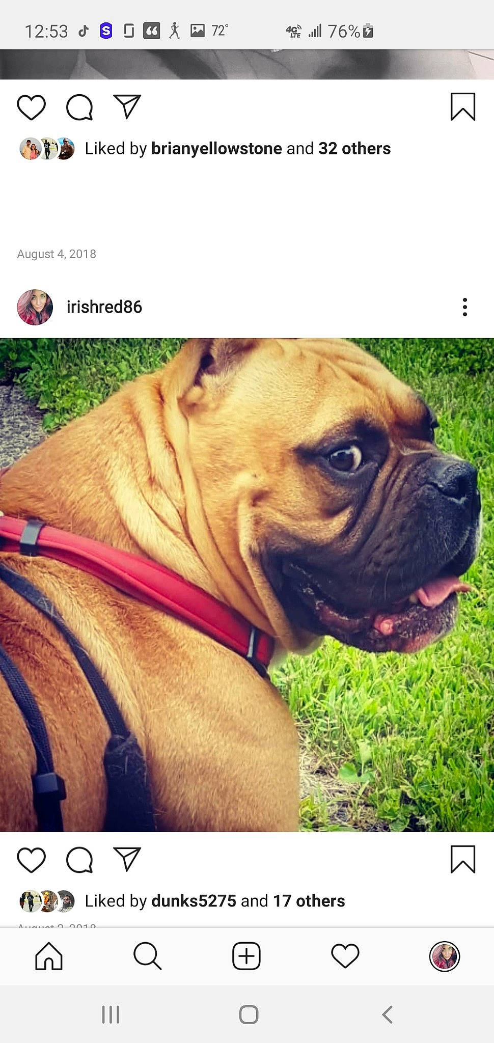 Tank is registered to the contest to win money with this photo: ancient_dog_breeds, boxer, bulldog, bullmastiff, canidae, carnivore, companion_dog, dog, dog_breed, dog_collar, fawn, mammal, molosser, non_sporting_group, olde_english_bulldogge, photography, pug, snout, vertebrate, working_dog
