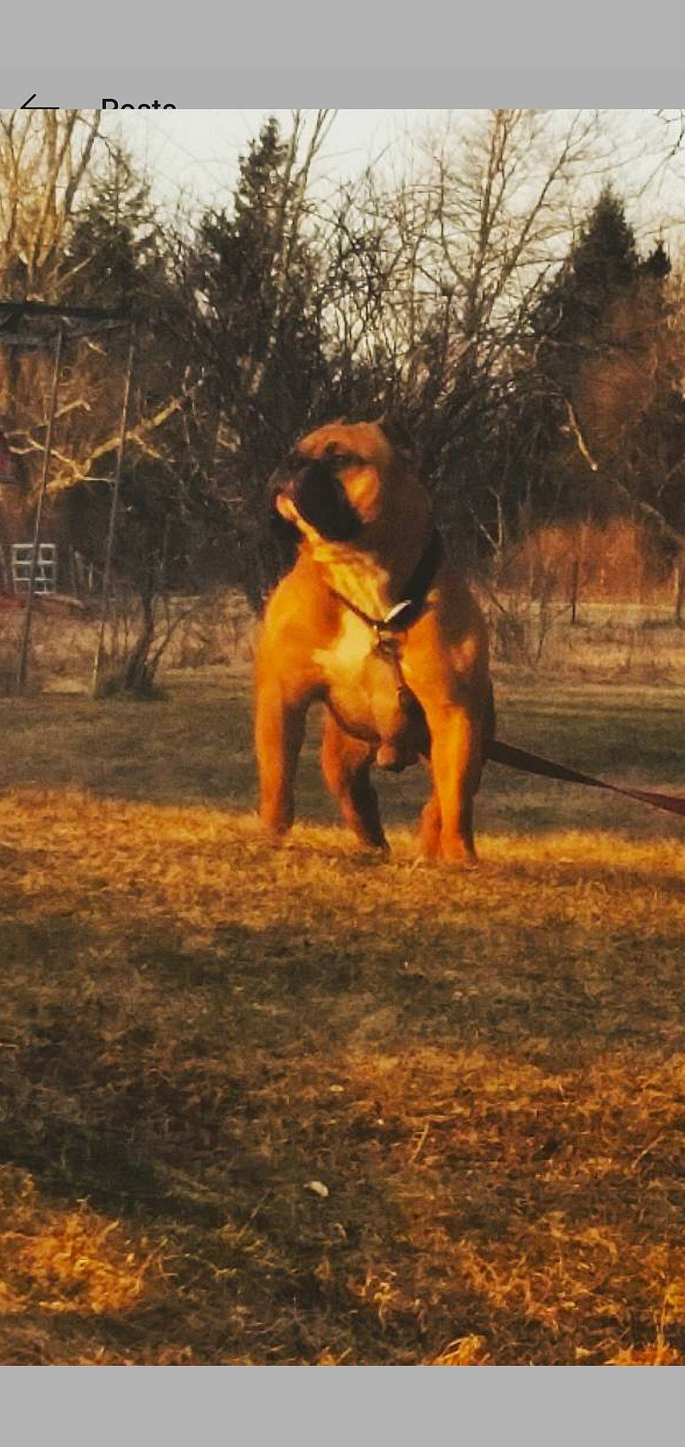 Tank is registered to the contest to win money with this photo: american_pit_bull_terrier, american_staffordshire_terrier, black_mouth_cur, boerboel, broholmer, bullmastiff, canidae, carnivore, dog, dog_breed, fawn, hunting_dog, mammal, perro_de_presa_mallorquin, tosa, vertebrate