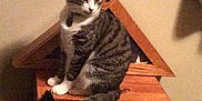 Socks joined the competition — help win amazing prizes! cat, tabby_cat, indoor, wooden_box, flag_case, semper_fi, carpet, pet, animal, feline, sitting, shadow, beige_wall, collar, domestic_cat, resting, household, fur, striped, tail