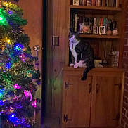 Socks is registered to the contest to win money with this photo: cat, tabby_cat, christmas_tree, christmas_lights, tinsel, wooden_cabinet, bookshelf, books, indoor, festive, decorations, colorful_lights, door, door_handle, brick_wall, home_interior, pet, feline, holiday, ornaments