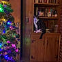 cat, tabby_cat, christmas_tree, christmas_lights, tinsel, wooden_cabinet, bookshelf, books, indoor, festive, decorations, colorful_lights, door, door_handle, brick_wall, home_interior, pet, feline, holiday, ornaments