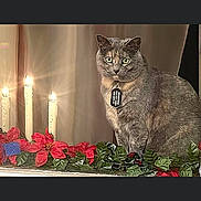 Sage is registered to the contest to win money with this photo: cat, animal, pet, candles, flowers, greenery, holiday, decorations, tag, indoor, feline, cute, portrait, sitting, fur, eyes, whiskers, light, warm, cozy