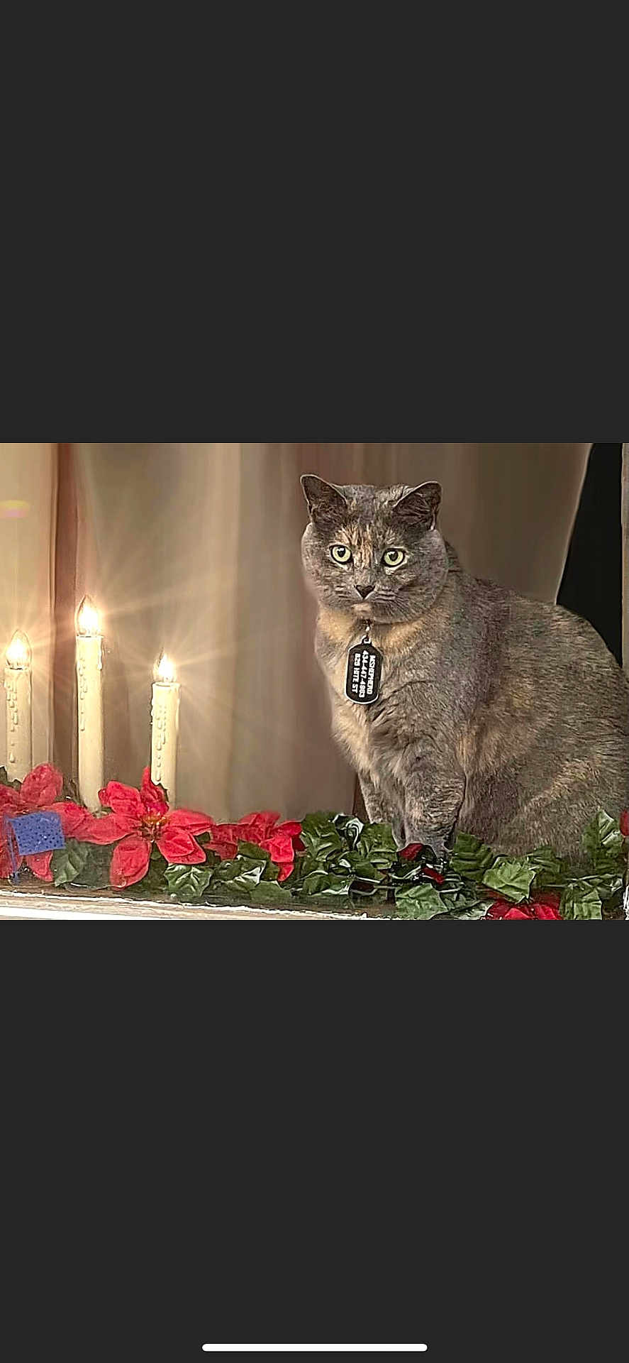 Sage is registered to the contest to win money with this photo: cat, animal, pet, candles, flowers, greenery, holiday, decorations, tag, indoor, feline, cute, portrait, sitting, fur, eyes, whiskers, light, warm, cozy