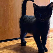 Void is registered to the contest to win money with this photo: black_cat, kitten, indoor, wooden_floor, door, pet, animal, curious, shadow, feline, young_cat, playful, domestic_cat, fur, whiskers, tail, standing, floor, home, cute