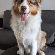 Abby a rejoint le concours — aidez-le/la à gagner de superbes lots ! dog, canine, pet, fluffy, happy, tongue_out, sitting, indoor, couch, fur, ears, face, animal, domestic_animal, friendly, companion, cute, white_fur, brown_fur, alert
