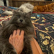 Marley is registered to the contest to win money with this photo: animal, bed, bedroom, being_petted, cat, cats, fan, feline, fluffy, gray_cat, green_eyes, household, indoor, long_hair, lying_down, orange_cat, patterned_bedspread, pet, portrait, sitting