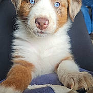 Harley joined the competition — help win amazing prizes! animal, blanket, blue_eyes, close_up, cozy, cute, dog, expression, face, fluffy, fur, indoors, nose, paws, pet, puppy, resting, soft, whiskers, young