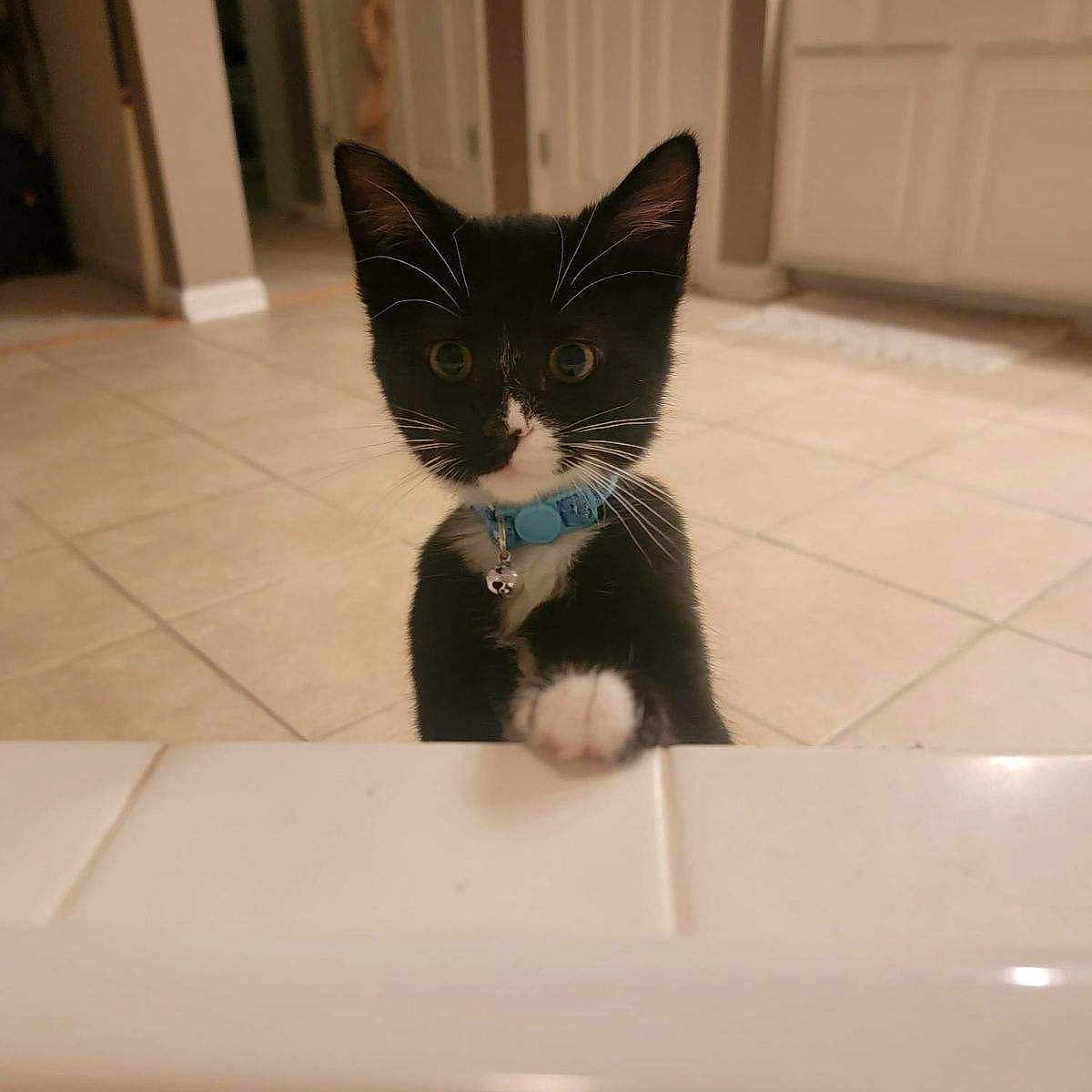 Joey joined the competition — help win amazing prizes! alert, bell, black_and_white, cat, collar, curious, cute, domestic, feline, floor, home, indoor, kitten, looking_up, paw, pet, small, tiled_floor, whiskers, young