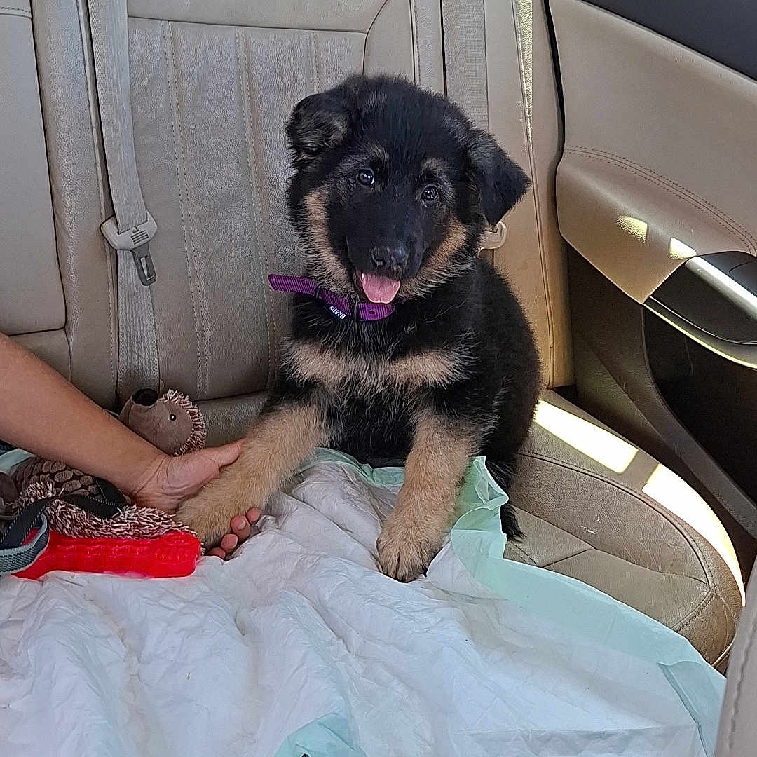 Ava participe au concours pour gagner de l'argent avec cette photo : animal, backseat, brown_bag, car_interior, collar, dog, german_shepherd, hand, happy, human, leather_seat, paw, pet, protective_pad, puppy, seat_belt, sunlight, tongue_out, toy, window
