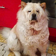 Iyangha participe au concours pour gagner de l'argent avec cette photo : ancient_dog_breeds, canidae, carnivore, chow_chow, companion_dog, dog, dog_breed, fawn, mammal, non_sporting_group, rare_breed_dog, sporting_group, vertebrate