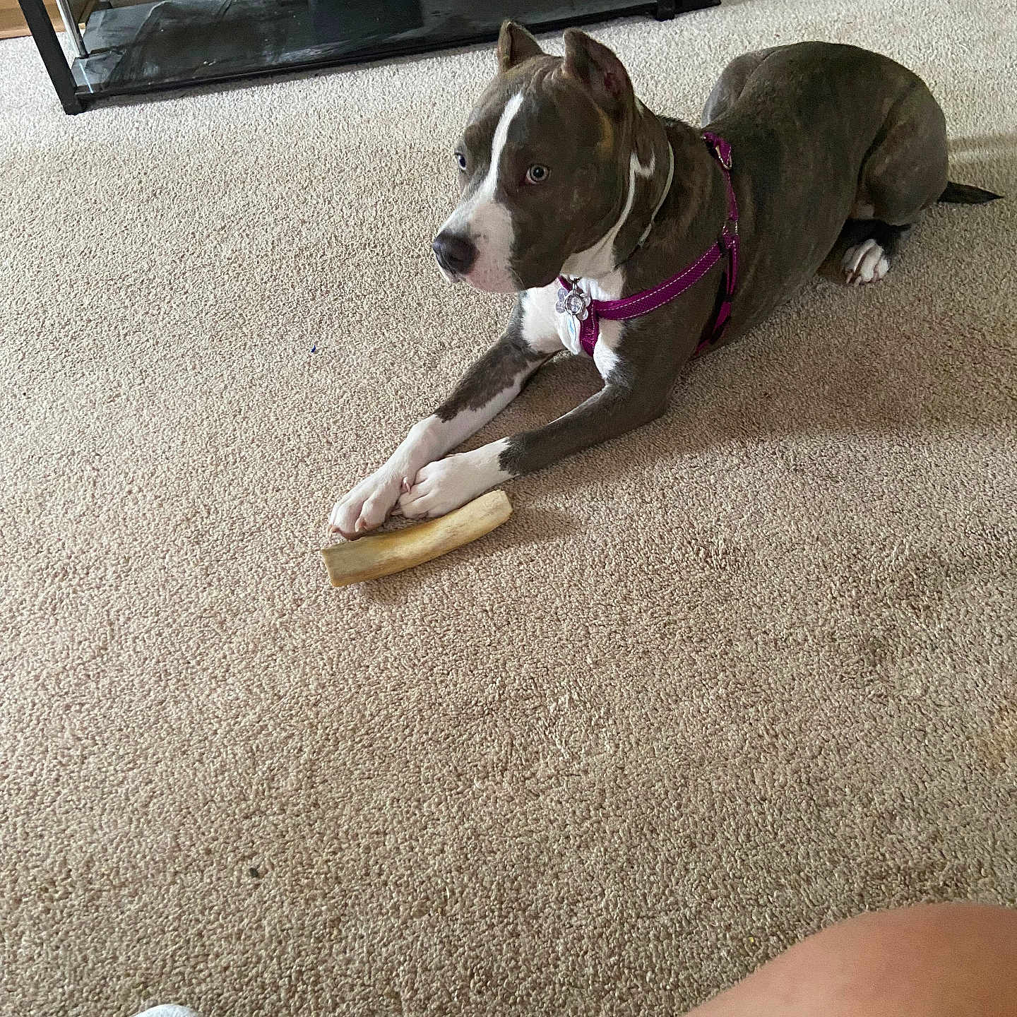 Josie Wells joined the competition — help win amazing prizes! animal, baby, ball, canine, clothing, dog, footwear, hound, indoors, interiordesign, person, pet, puppy, sandal, shoe, shorts, sneaker, sport, tennis, tennisball