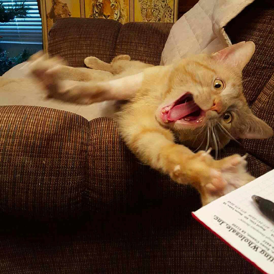 Buddy is registered to the contest to win money with this photo: animal, architecture, building, cat, chair, couch, cushion, face, furniture, head, homedecor, indoors, kitten, livingroom, person, pet, photography, portrait, room, tiger