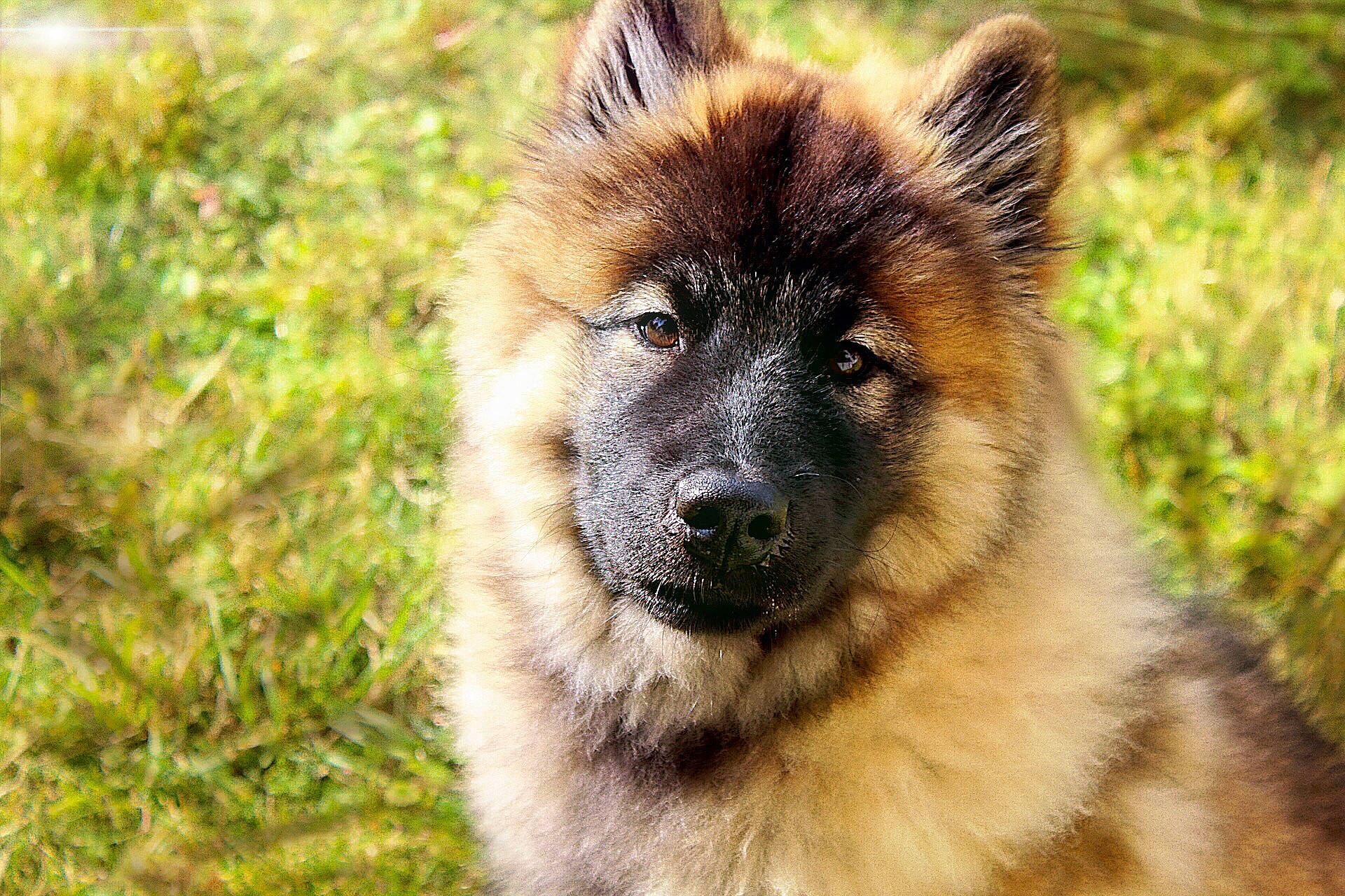 Daïkih participe au concours pour gagner de l'argent avec cette photo : ancient_dog_breeds, canidae, carnivore, companion_dog, dog, dog_breed, eurasier, fawn, greenland_dog, icelandic_sheepdog, keeshond, mammal, native_american_indian_dog, norwegian_elkhound, old_german_shepherd_dog, plant, rare_breed_dog, snout, spitz, vertebrate