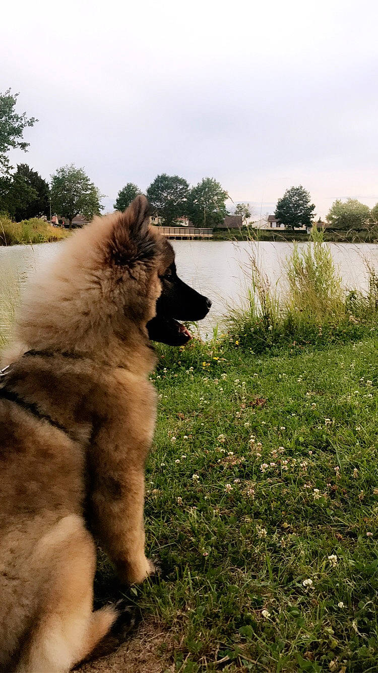 Daïkih a rejoint le concours — aidez-le/la à gagner de superbes lots ! canidae, carnivore, caucasian_shepherd_dog, dog, dog_breed, eurasier, fawn, grass, mammal, vertebrate