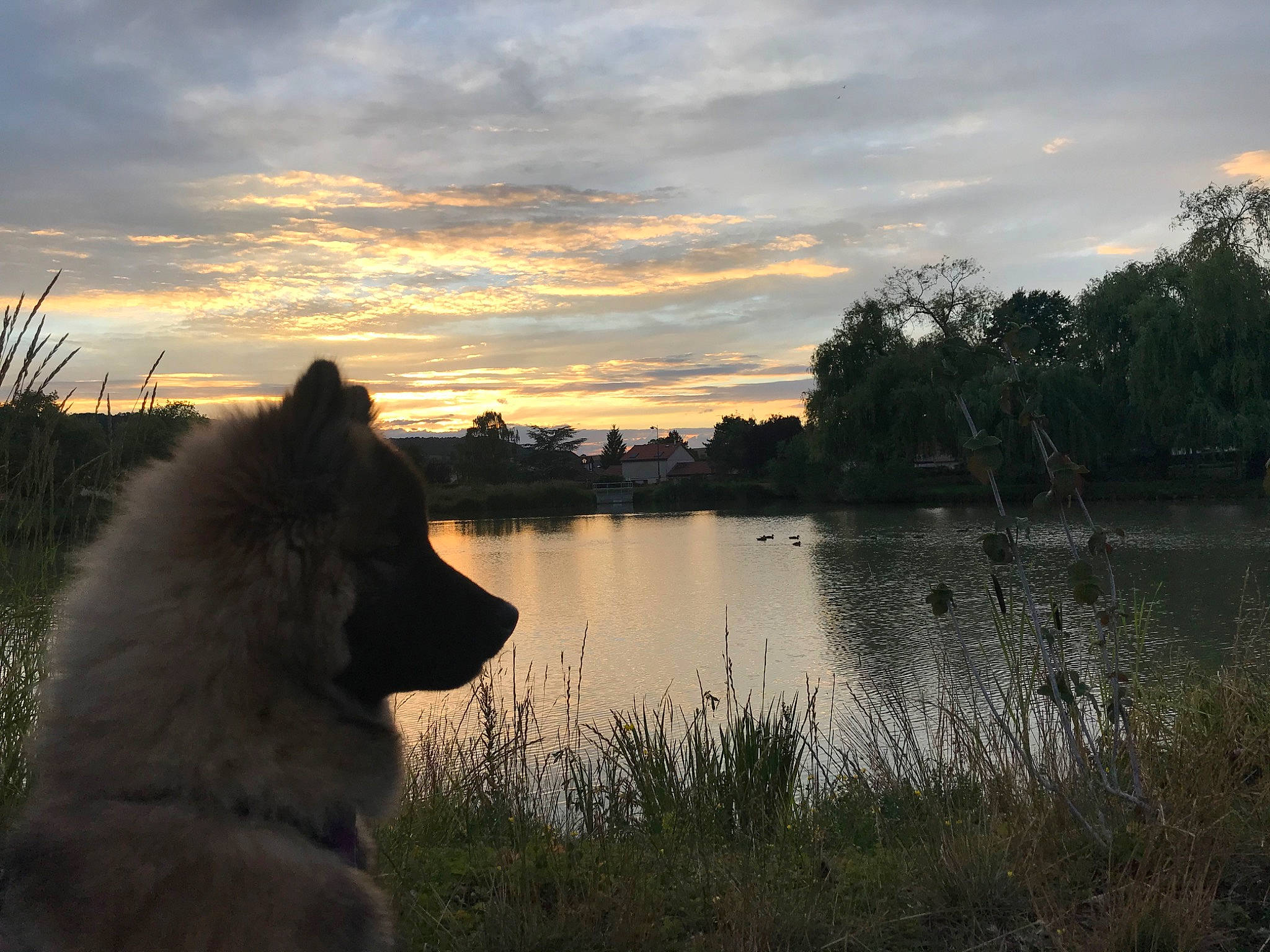 Daïkih a rejoint le concours — aidez-le/la à gagner de superbes lots ! bank, calm, canidae, carnivore, cloud, dog, dog_breed, eurasier, evening, german_spitz_mittel, morning, reflection, river, sky, sunset, waterway