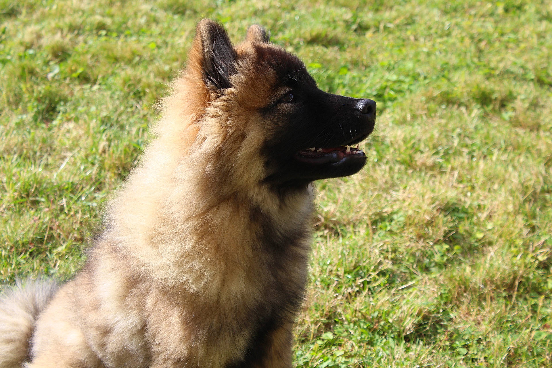 Daïkih participe au concours pour gagner de l'argent avec cette photo : belgian_shepherd, canidae, carnivore, dog, dog_breed, eurasier, fawn, german_spitz, german_spitz_klein, german_spitz_mittel, keeshond, mammal, non_sporting_group, old_german_shepherd_dog, spitz, tervuren, vertebrate