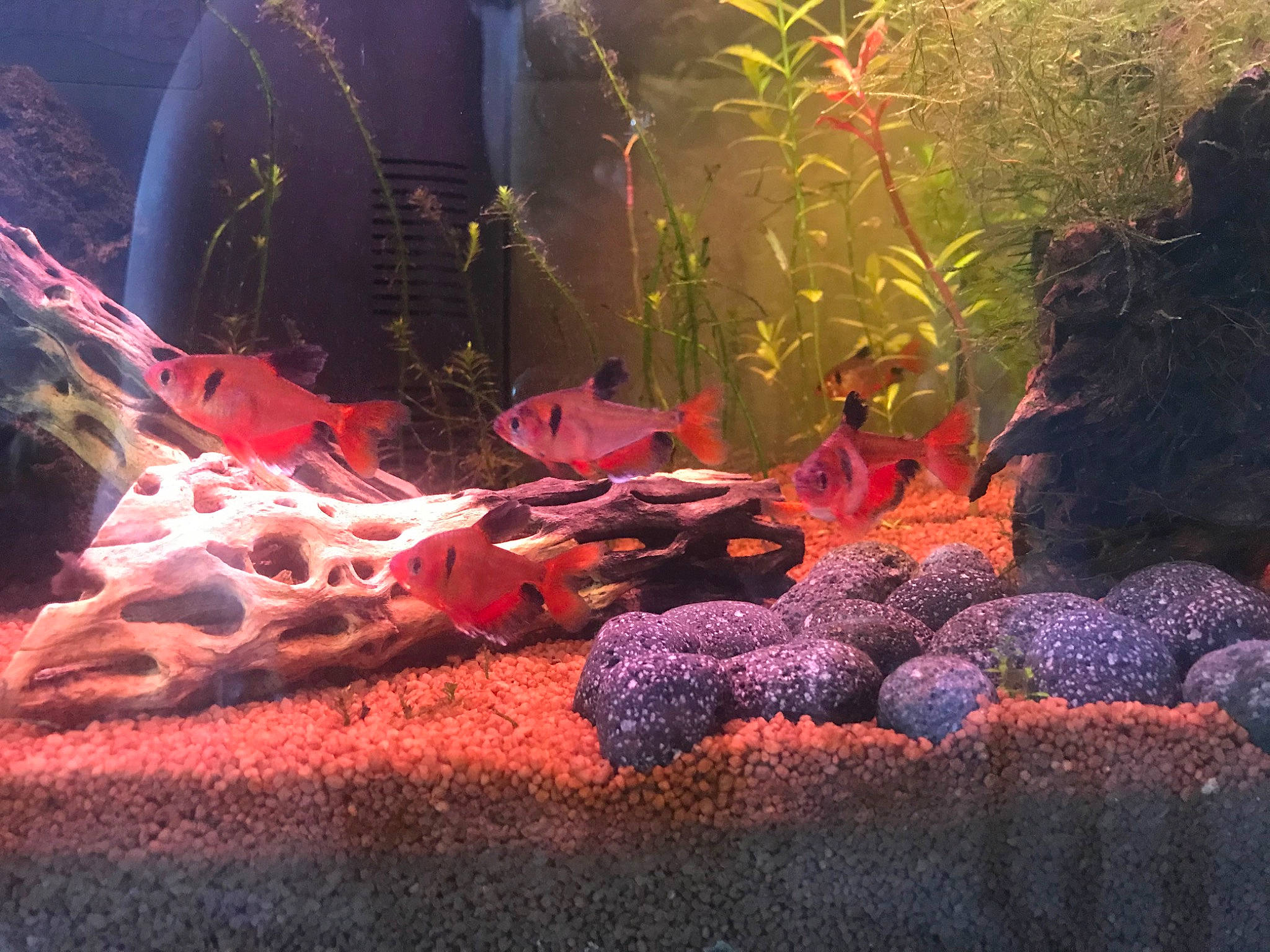 La Casa De Papel participe au concours pour gagner de l'argent avec cette photo : aquarium, aquarium_decor, aquarium_lighting, aquatic_plant, fish, freshwater_aquarium, organism, reef, rock