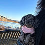 puppy, dog, small_dog, speckled_coat, pink_sweater, handbag, bench, lake, water, sky, outdoors, park, mountains, fur, ears, portrait, person_partial, sunlight, rocks, snow