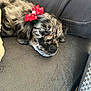Suni joined the competition — help win amazing prizes! dog, puppy, sleeping, bow, red_bow, merle_coat, fur, couch, sofa, pet, nose, whiskers, closeup, indoor, cute, relaxing, pillow, fabric, camera_ui, black_border